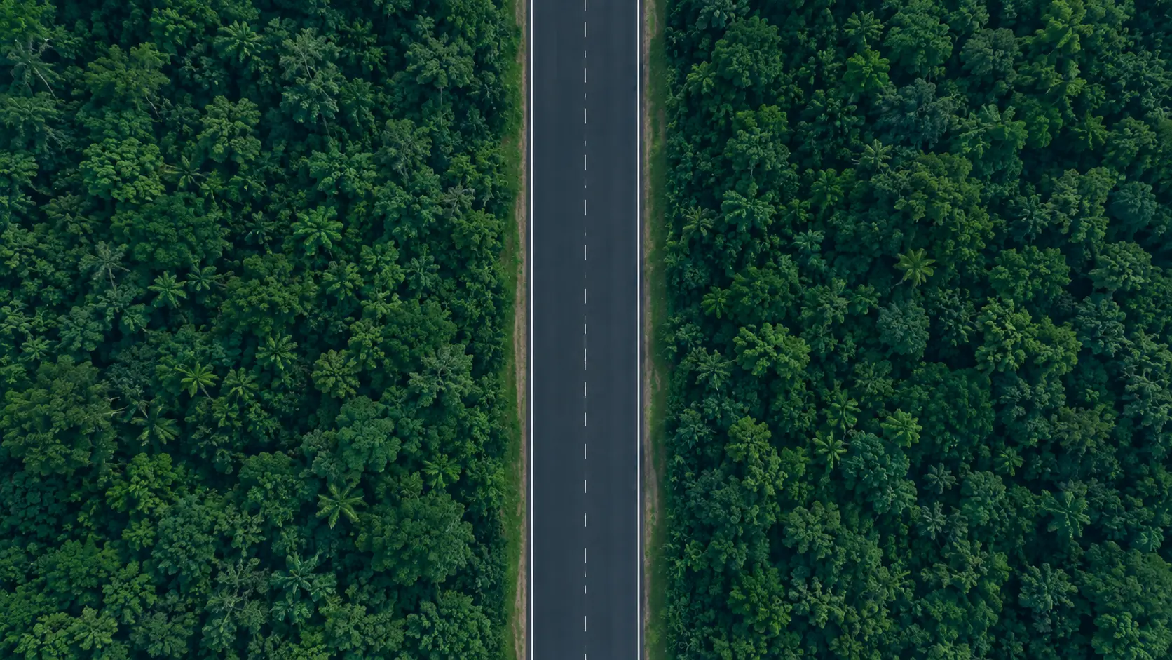 Jungle road background