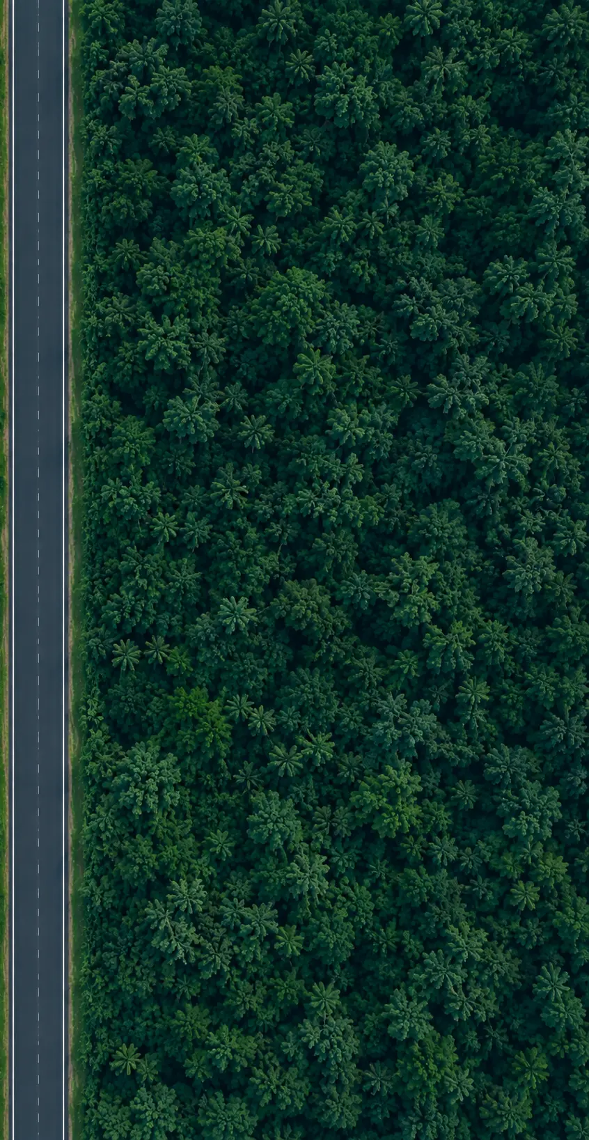 Jungle road mobile background